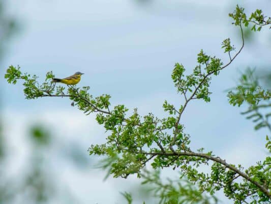 Vögel 0207009